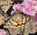 Drasteria parallela - Hodges#8630.3 - photo 5