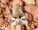 Perplexed Arches - Hodges#8635 - Drasteria perplexa
