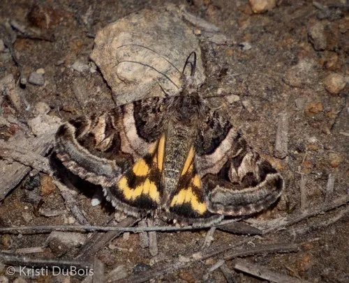 Little Arches - Hodges#8631 - Drasteria petricola