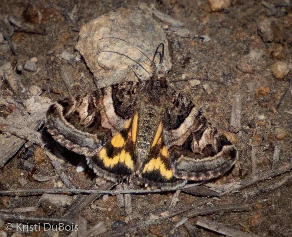 Little Arches - Hodges#8631 - photo 2