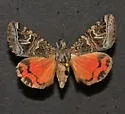 Drasteria pulchra - Hodges#8638 - photo 2