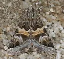 Drasteria pulchra - Hodges#8638 - photo 4