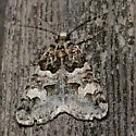 Drasteria sabulosa - Hodges#8623 - Drasteria sabulosa