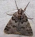 Drasteria sabulosa - Hodges#8623 - photo 2