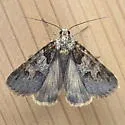 Drasteria sabulosa - Hodges#8623 - photo 3
