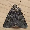 Drasteria sabulosa - Hodges#8623 - photo 4
