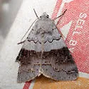 Drasteria scrupulosa - Hodges#8621 - photo 2