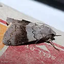 Drasteria scrupulosa - Hodges#8621 - photo 3