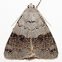 Drasteria scrupulosa - Hodges#8621 - photo 4