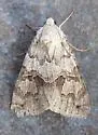 Drasteria scrupulosa - Hodges#8621 - photo 5