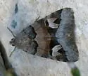 Drasteria stretchii - Hodges#8637