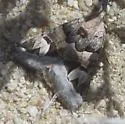 Drasteria stretchii - Hodges#8637 - photo 2