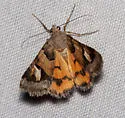 Drasteria stretchii - Hodges#8637 - photo 3