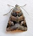 Drasteria stretchii - Hodges#8637 - photo 4