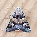 Drasteria stretchii - Hodges#8637 - photo 5