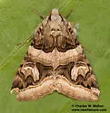 Drasteria walshi - Hodges#8630.2 - photo 2