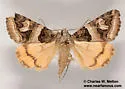 Drasteria walshi - Hodges#8630.2 - photo 3