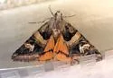 Drasteria walshi - Hodges#8630.2 - photo 4