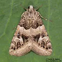 Drasteria walshi - Hodges#8630.2 - photo 5