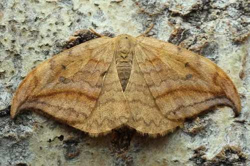 Dusky Hook-tip