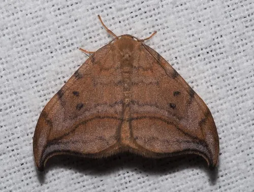 Dusky Hook-tip - photo 4