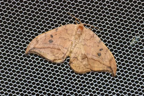 Dusky Hook-tip - photo 5