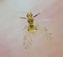 Painted Maple Aphid