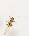 Painted Maple Aphid - photo 2