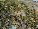 Painted Maple Aphid - photo 5