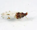 Carolina Painted Maple Aphid