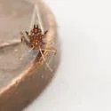 Carolina Painted Maple Aphid - photo 2