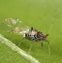 Carolina Painted Maple Aphid - photo 4