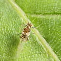 Carolina Painted Maple Aphid - photo 5
