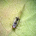 Drepanaphis idahoensis