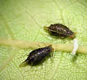 Drepanaphis idahoensis - photo 2