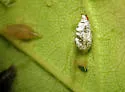 Drepanaphis idahoensis - photo 3