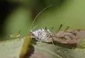 Spiked Maple Aphid