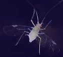 Drepanaphis monelli - Drepanaphis monelli