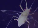 Drepanaphis monelli - photo 2