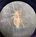 Drepanaphis monelli - photo 3