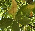 Drepanaphis monelli - photo 5