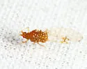 Drepanaphis sabrinae - photo 2