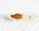 Drepanaphis sabrinae - photo 3
