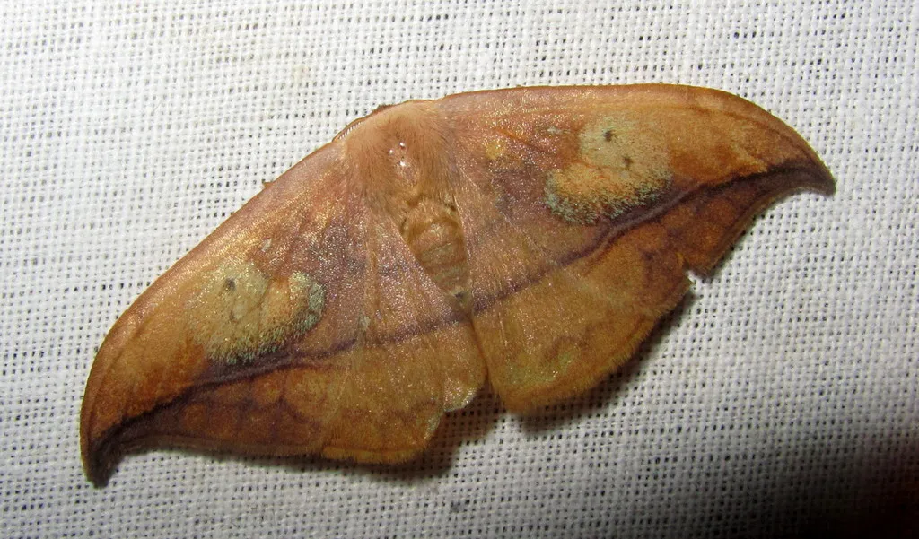 Hooktip and False Owlet Moths - photo 2