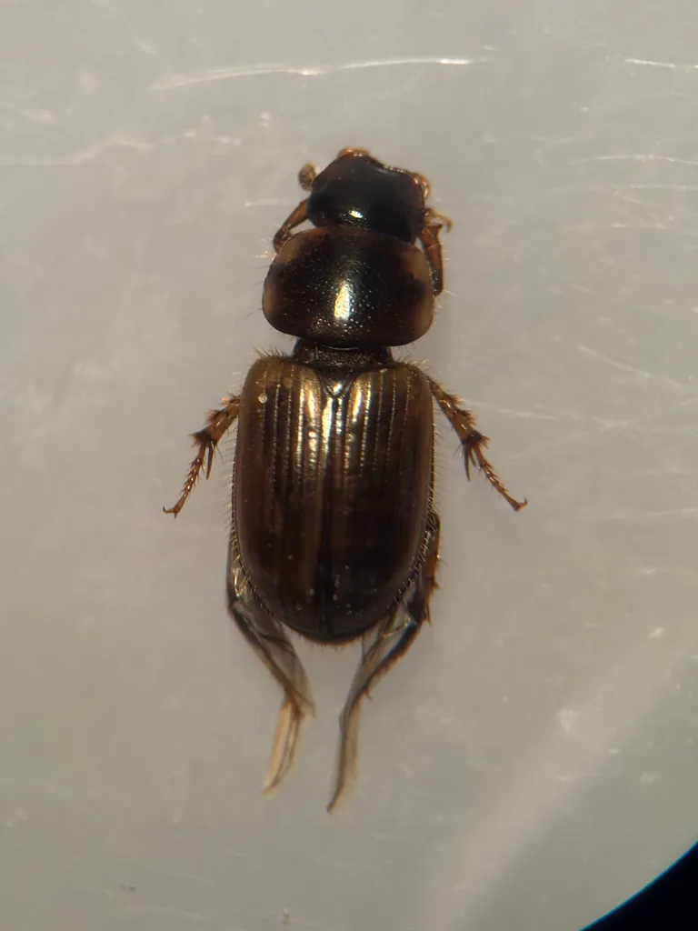 Drepanocanthoides walshii - photo 2