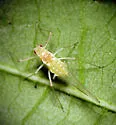 Drepanosiphum oregonensis