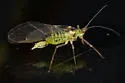 Common Sycamore Aphid