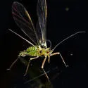 Common Sycamore Aphid - photo 2