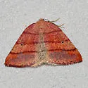 Drepanulatrix carnearia - Hodges#6688