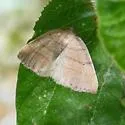 Drepanulatrix carnearia - Hodges#6688 - photo 2